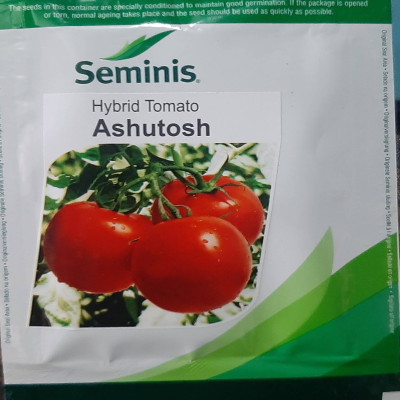 ASHUTOSH TOMATO