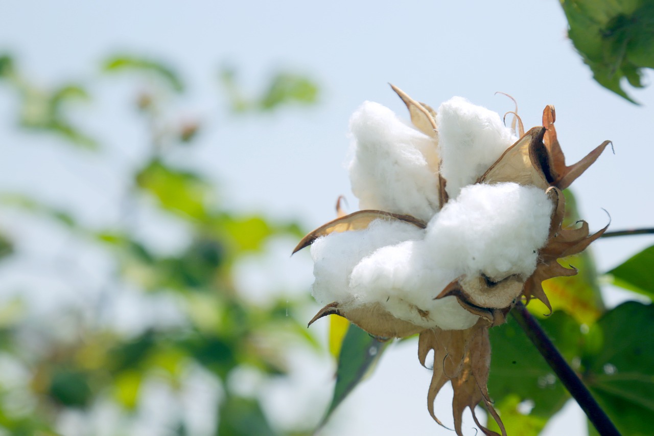 Cotton Disease Management: The Key to Higher Yields and Bigger Profits