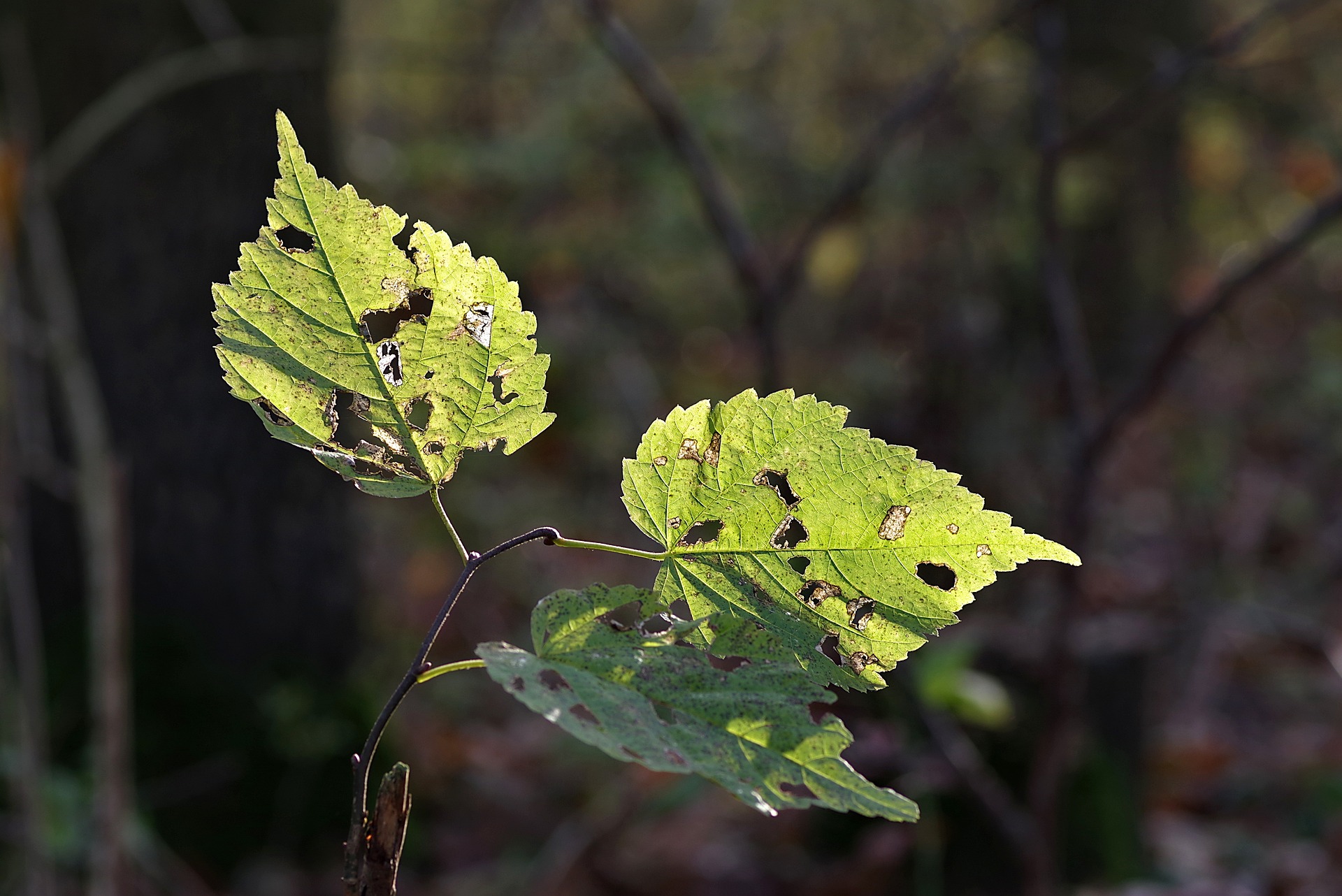 Integrated Approach for Management of Leaf Miners in Crops